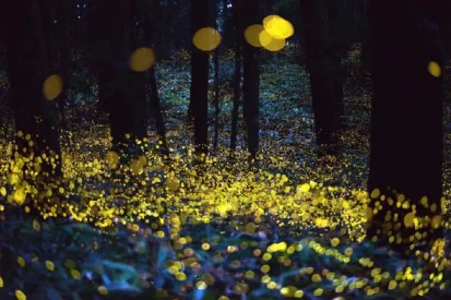 The-butterflies-garden-4-1199x800-1024x683-1