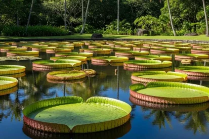taxis-to-Mauritius-Botanical-Garden