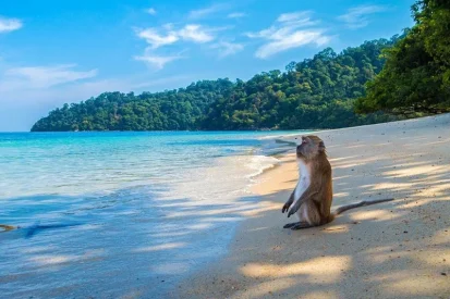 ساحل القرد بينانج3